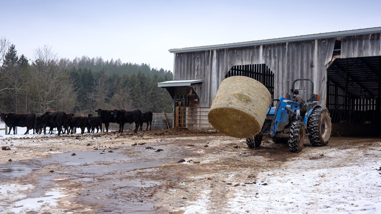 En blå traktor kör en stor höbal ur en ladugård, till vänster står en flock nötkreatur och tittar på det som händer. 