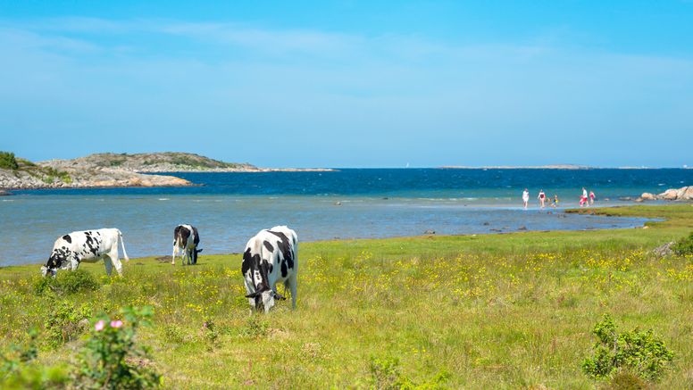 Genrebild kor vid hav och människor som badar. Bild: iStock.