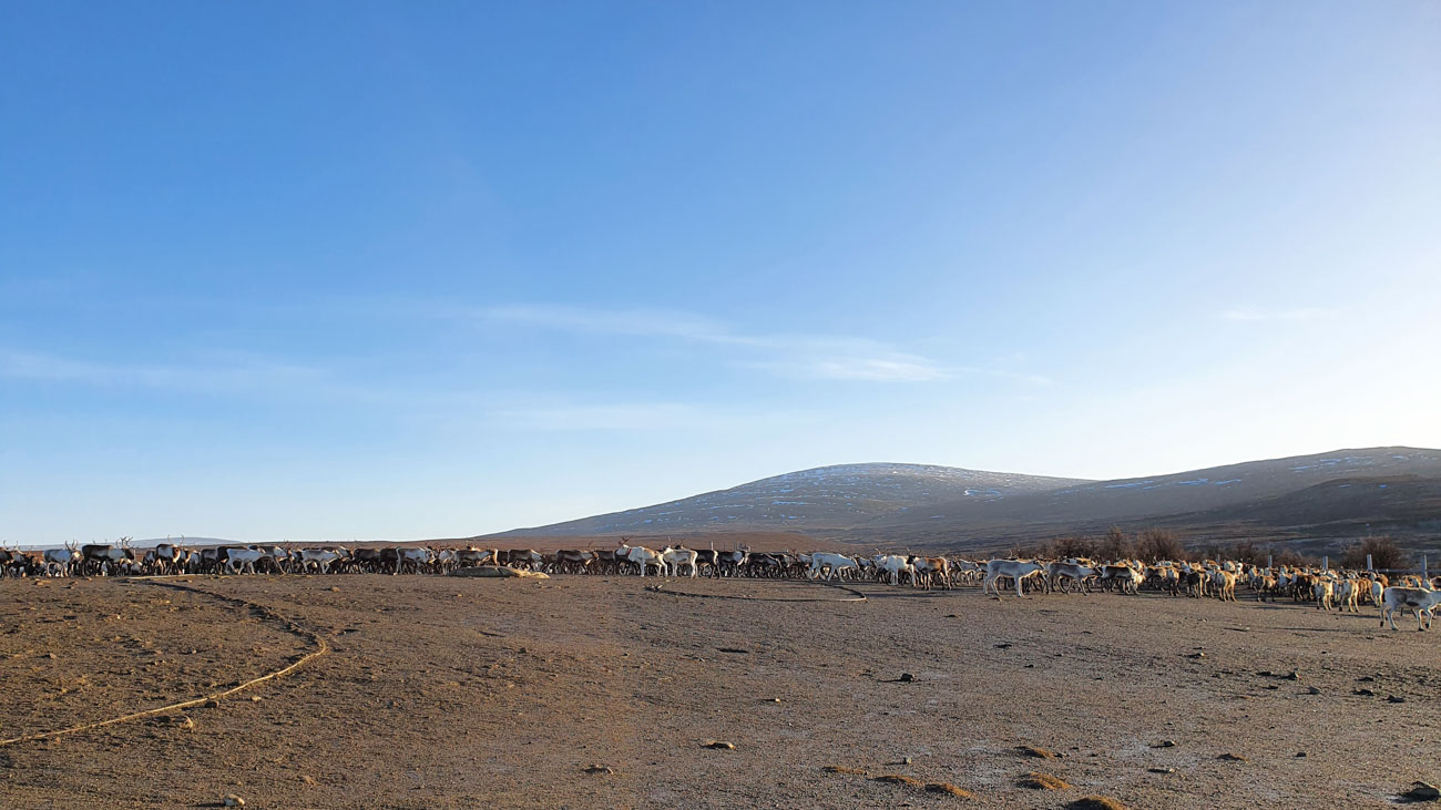 En flock renar syns i ett landskap med fjäll i bakgrunden