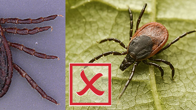 Till vänster: brokig hundfästing
(Dermacentor reticulatus). Till höger: vanlig fästing (Ixodes ricinus). Foton: Lidia Chitimia-Dobler, Bundeswehr Institute of Microbiology, Munich, samt Anders Lindström/SVA.