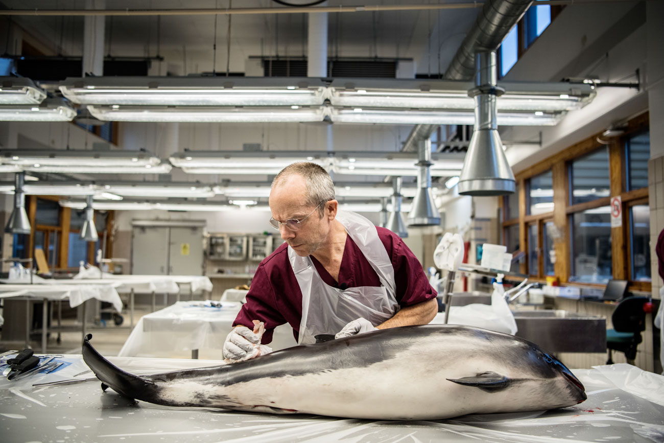 Viltsektionens chef Erik Ågren undersöker en död tumlare på SVA:s obduktionssal.