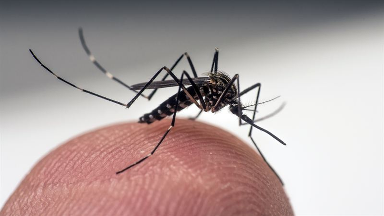 Kyrkogårdsmyggan, Aedes japonicus, är en av de arter som SVA är särskilt intresserat av att hitta. Foto: Anders Lindström/SVA