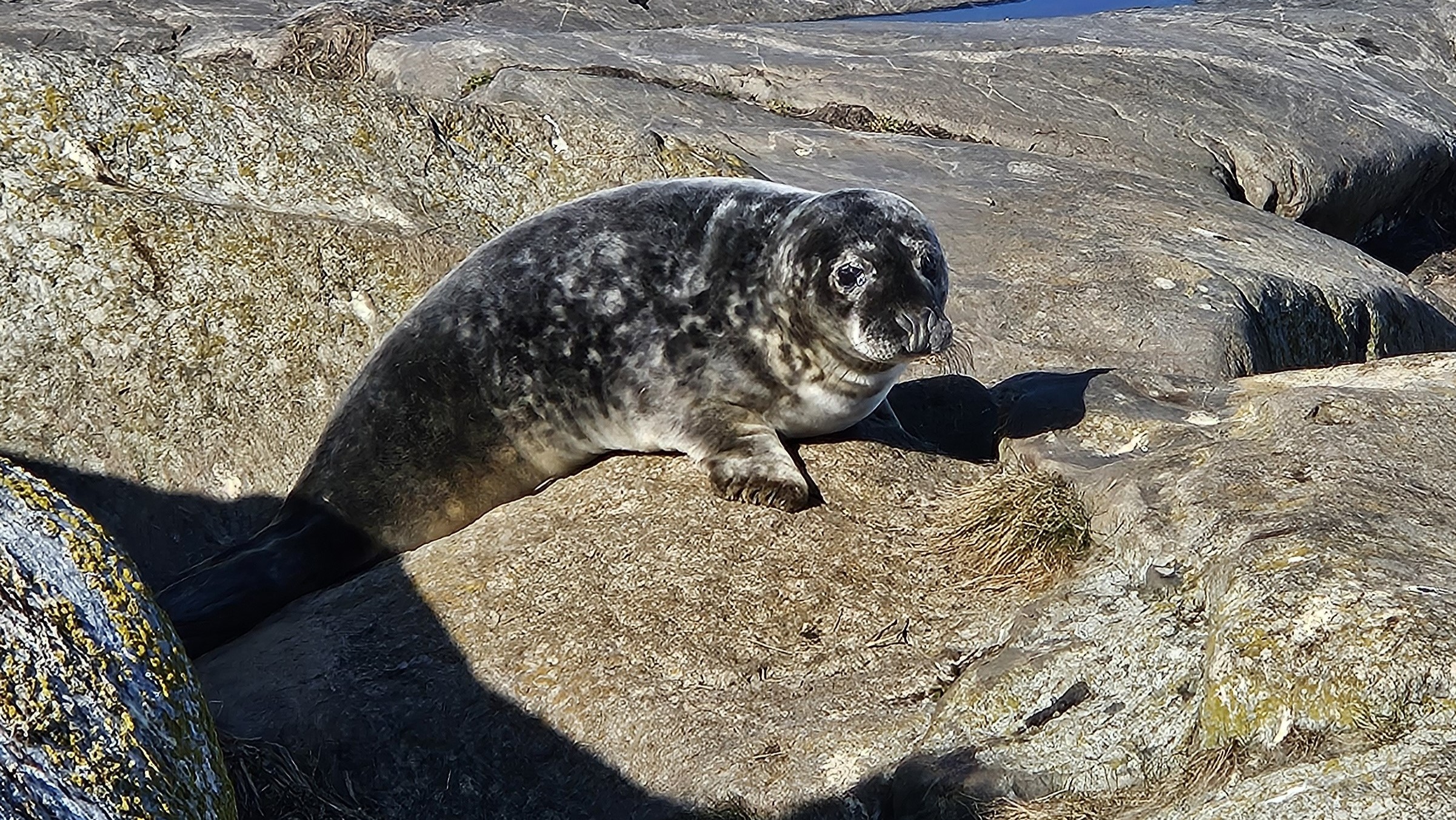 Gråsäl på en klipphäll i skärgården