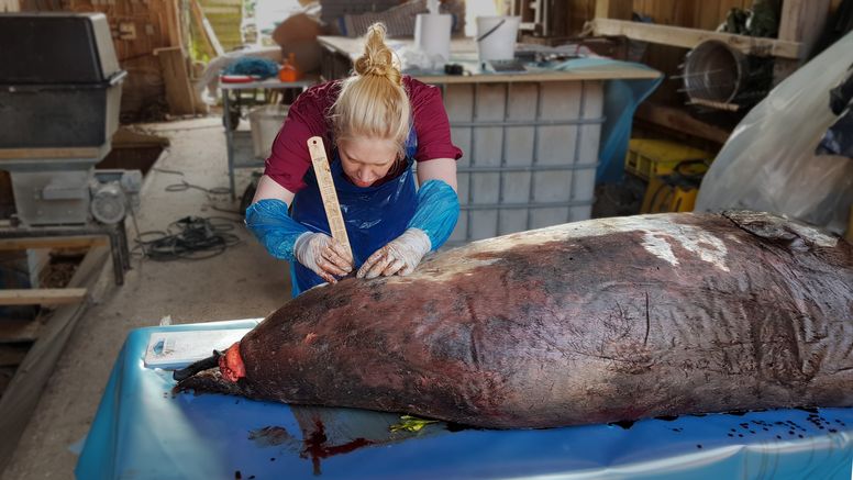 En gråsälshane obduceras i fält på ön Ven i Öresund. Foto: SVA