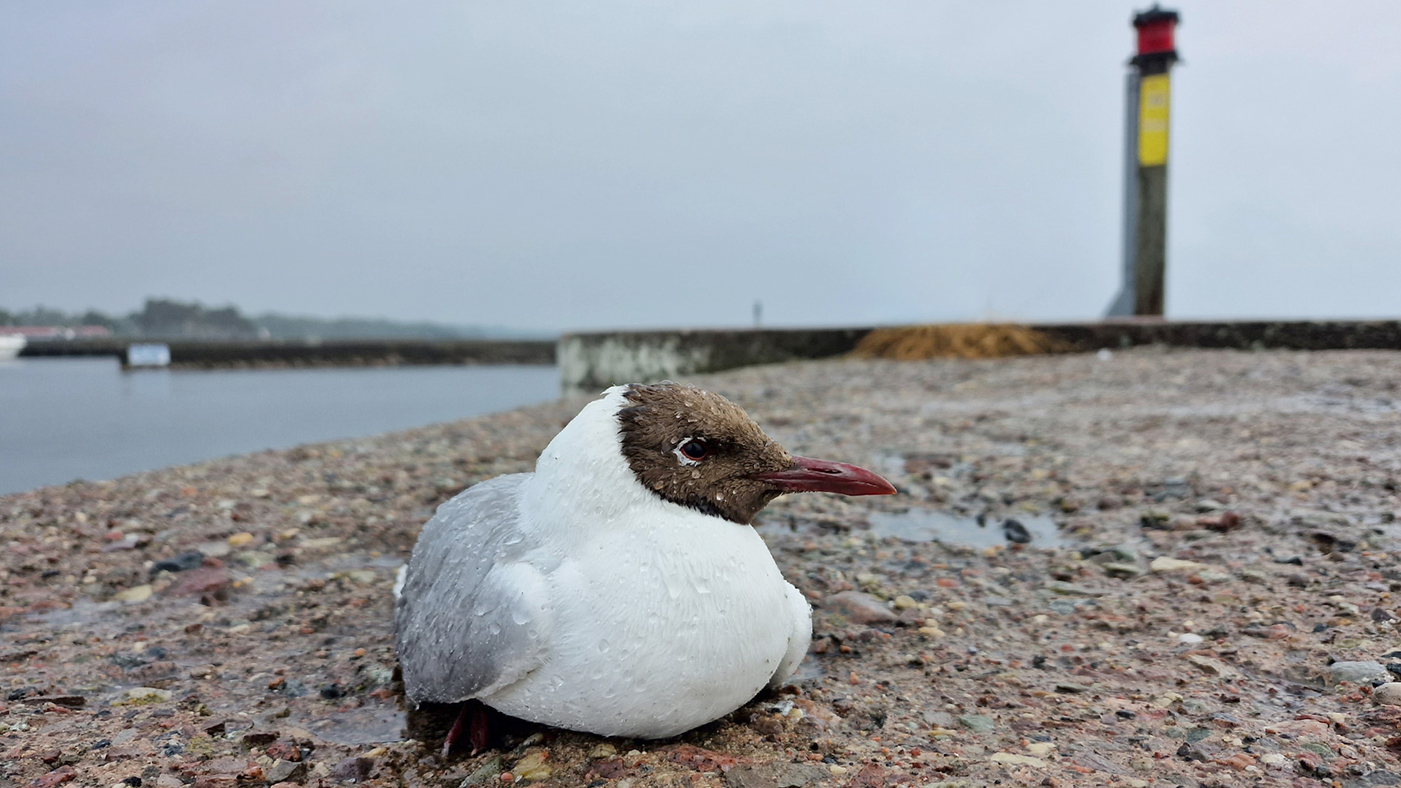 En mås med vattendroppar på fjäderdräkten ligger ned på en kajkant av betong.