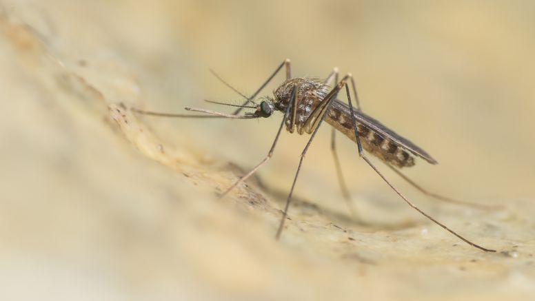 Tunnelbanemygga, Culex pipiens. Foto: Anders Lindström/SVA