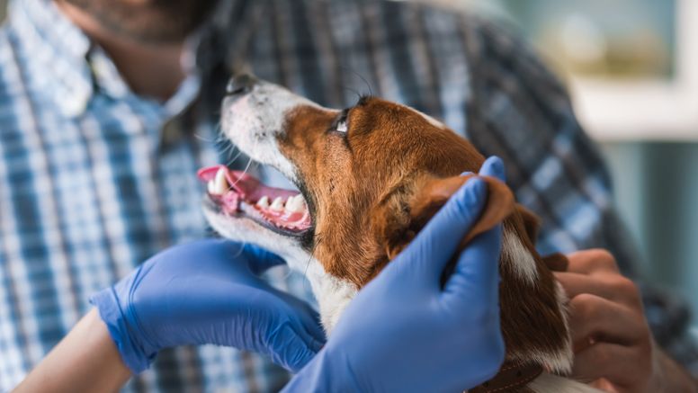 Försäljning av antibiotika till hund fortsätter att minska SVA