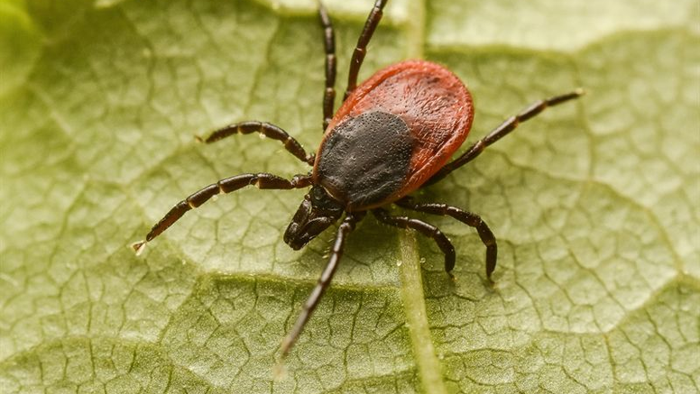 Vanlig fästing, Ixodes ricinus. Foto: Anders Lindström/SVA. OBS! Alla bifogade bilder får fritt användas i anslutning till publicering av pressmeddelandet.