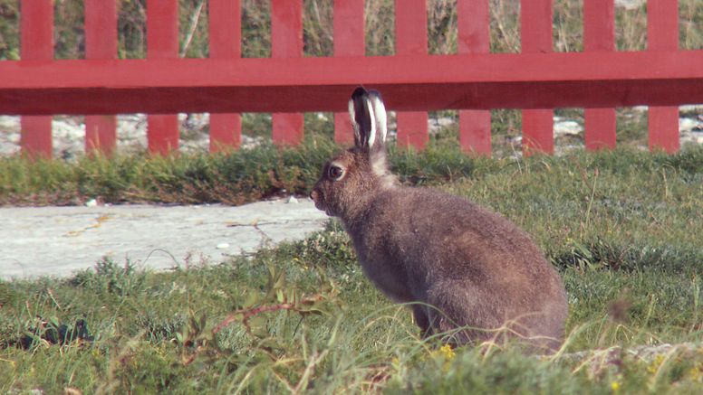 Skogshare. Foto: Henrik Uhlhorn/SVA. Bilden får fritt användas i anslutning till publicering av pressmeddelandet.