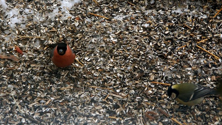 Domherre, till vänster i bilden, tillhör de salmonelladrabbade fåglar som skickats in till SVA. Foto: Torsten Mörner/SVA. Bilden får fritt användas i samband med publicering av pressmeddelandet.