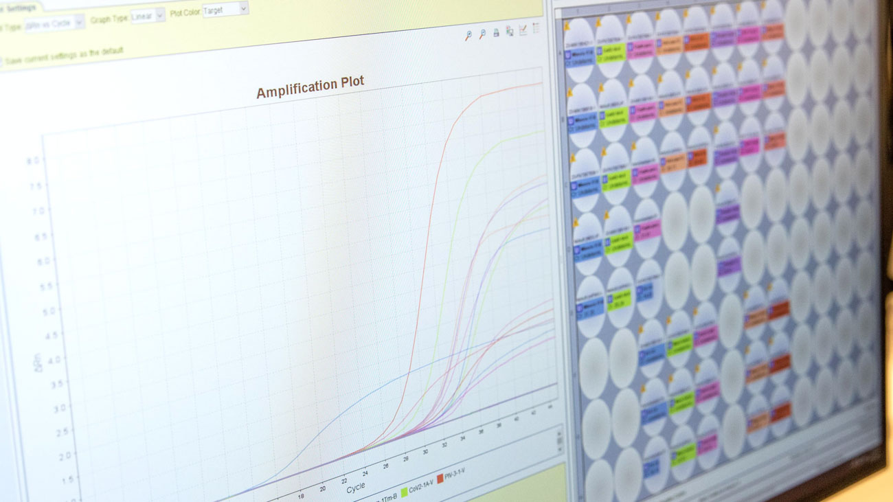 Närbild av en datorskärm med olikfägade kurvor som visar resultat från PCR-analys. 