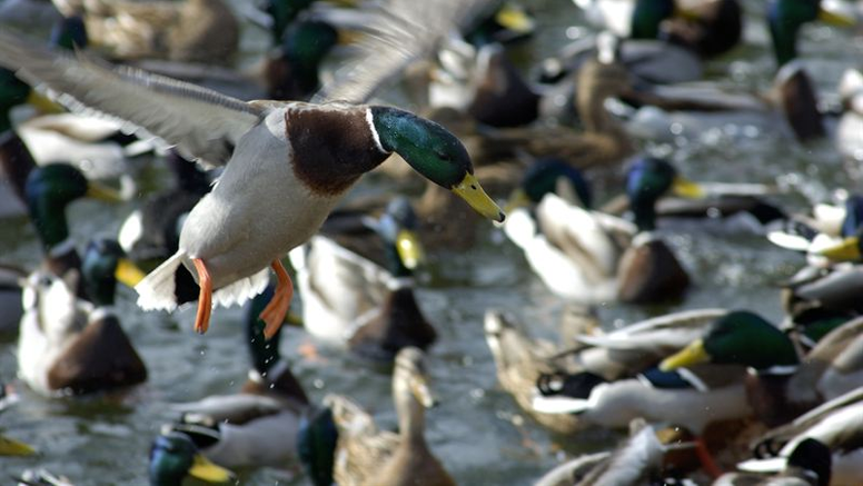 Studien visar att även mer sjukdomsframkallande virus av typen H5N8 kan få fäste bland vilda fåglar och spridas från område till område via häckningsplatser. Foto: Bengt Ekberg/SVA (Fåglarna på bilden har inget med studien att göra)