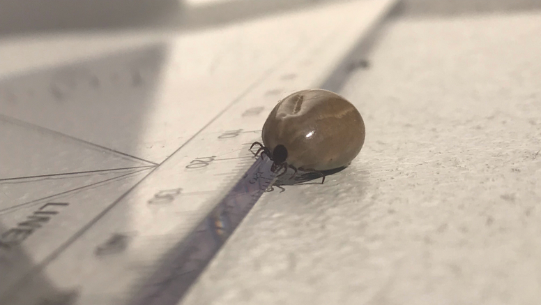 SVA startar en ny insamling av fästingbilder. Bilden visar en vanlig fästing (Ixodes ricinus), blodfylld hona. Foto: SVA