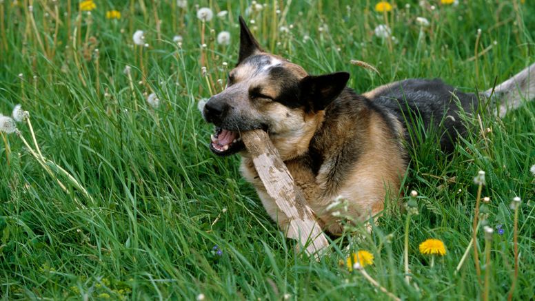 Australian cattledog gnager på pinne i gröngräset. OBS! Denna hund har ingenting med SARS CoV-2 att göra! Foto: Bengt Ekberg/SVA