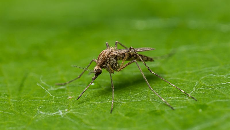 Ljusbandad kustmygga, Aedes caspius, var den vanligastge insamlade myggan i sommar. Foto: Anders Lindström/SVA. Samtliga bifogade bilder är fria att använda i samband med publicering av pressmeddelandet.