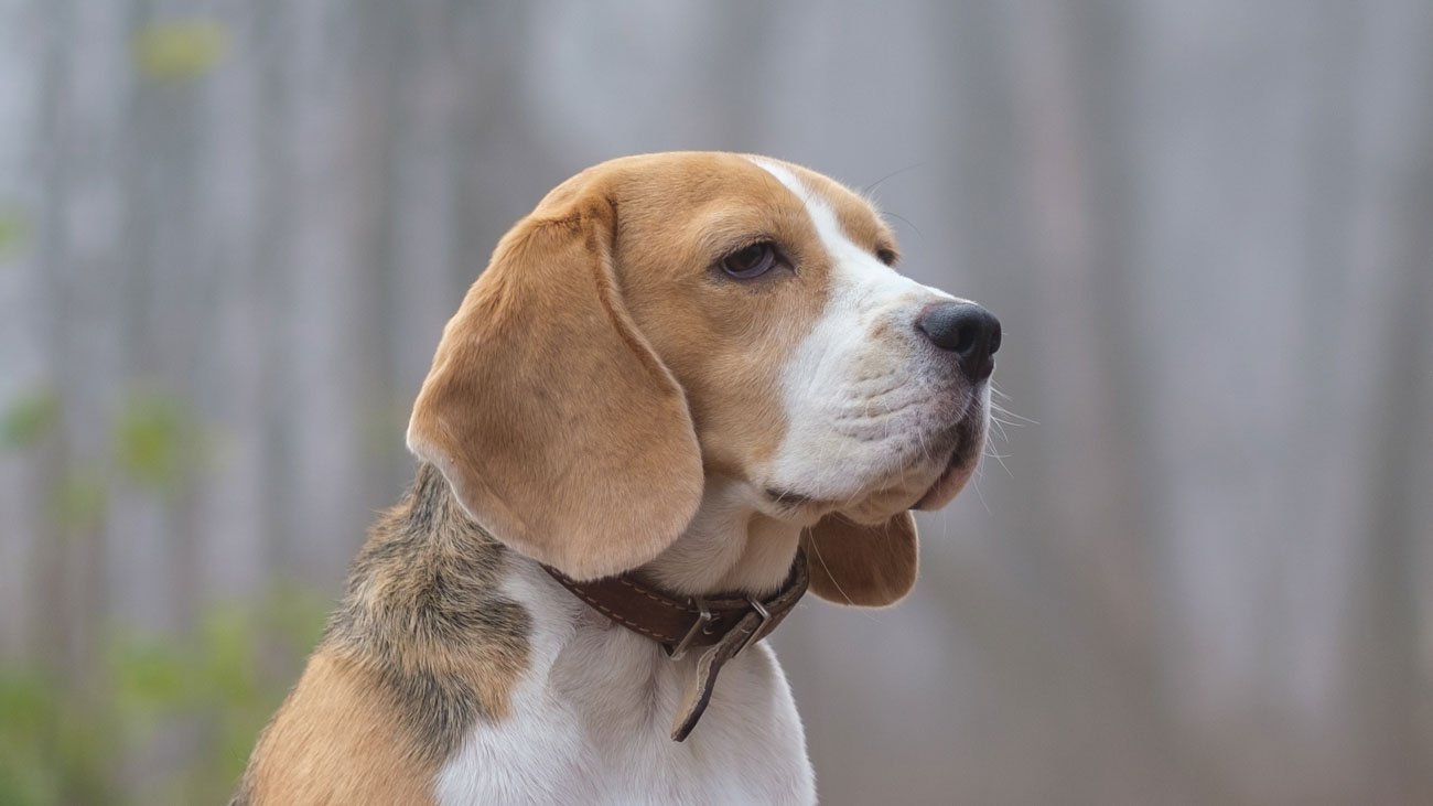 En uppmärksam beaglehund med slokande öron