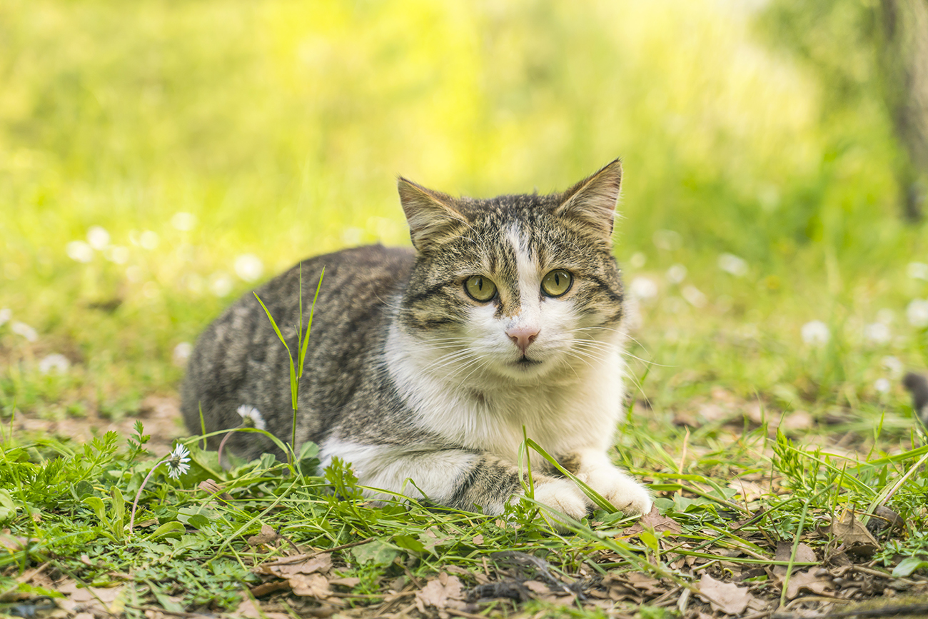 En gråspräcklig katt ligger i gräset