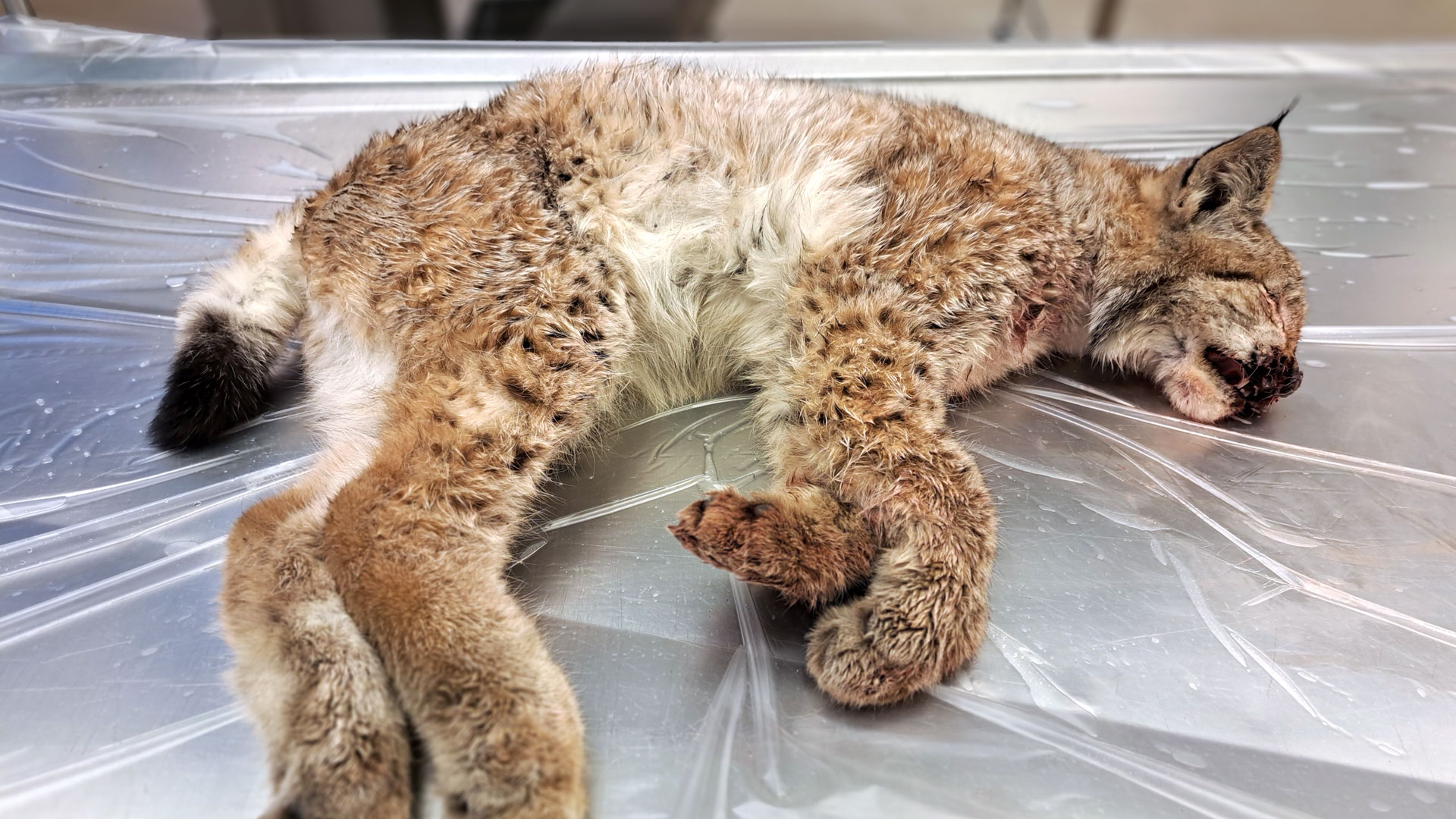 Dött lodjur på obduktionsbord.