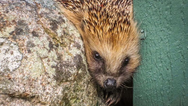 I nya satsningen Vilthälsa inpå knuten uppmanar SVA allmänheten att rapportera in döda vilda djur i trädgårdarna. Foto: Erik Ågren/SVA