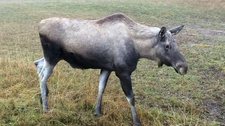 En älg.