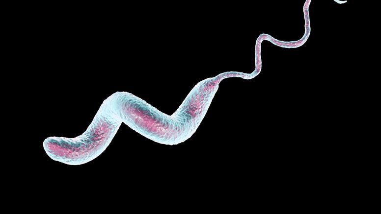 Campylobacter. Foto: Shutterstock