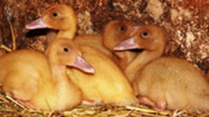 En liten grupp unga gula ankor ligger tätt intill varandra.
