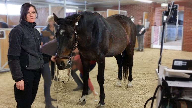 Forskaren Gittan Gröndahl undersöker en häst med polyneuropati med hjälp av tekniken transkranial magnetstimulering.