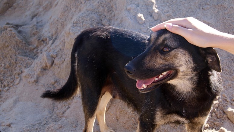 Svartbrun hund som blir klappad på huvudet.