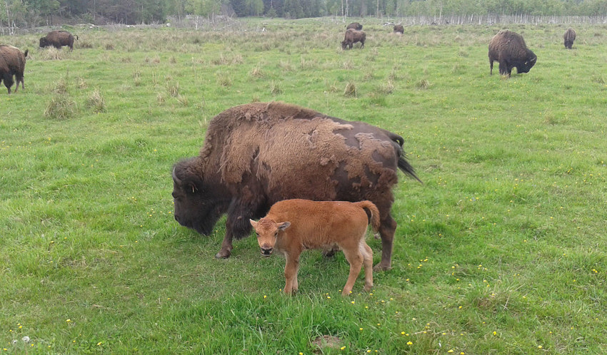 En flock bison betar gräs på ett bete.
