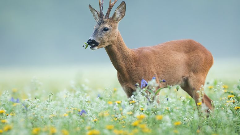 Forskarna ska nu undersöka om kryptosporidier kan vara en orsak till att rådjuren får diarré. Foto: Istock