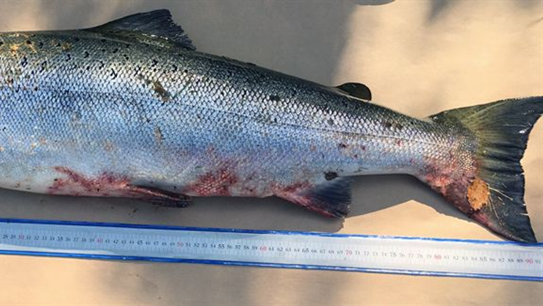 Lax med hudblödningar. Foto: Mörrums kronolaxfiske. Samtliga bifogade bilder får fritt användas i anslutning till publicering av pressmeddelandet.