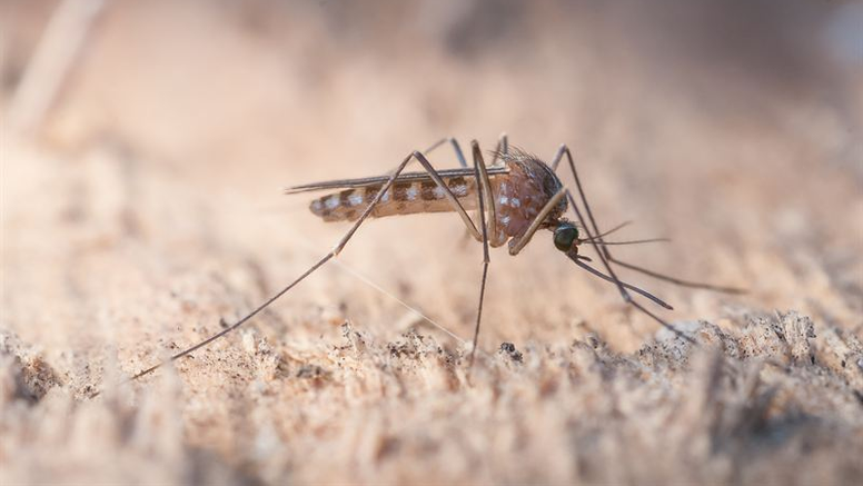 Sydlig husmygga, Culex pipiens pipiens. Foto: Anders Lindström/SVA. Alla bifogade bilder får fritt användas i anslutning till publicering av pressmeddelandet.