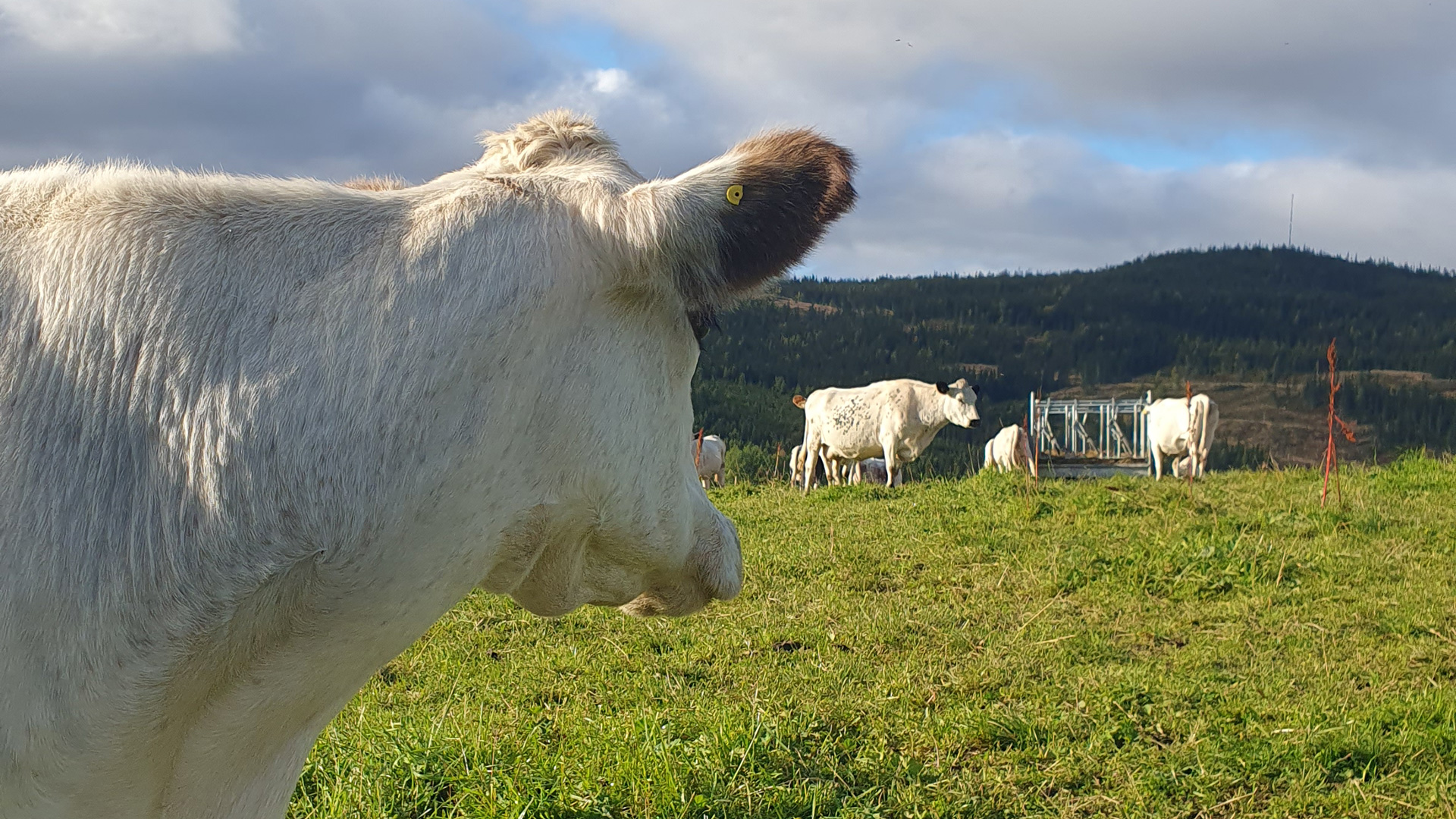 Fjällkor på bete i kuperat landskap