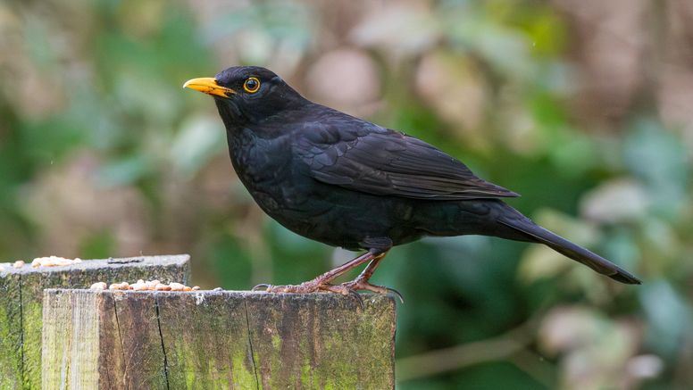 Nätverket Vilthälsa inpå knuten söker fler medlemmar som kan rapportera om vilda, döda djur i sina trädgårdar. Foto: Istock