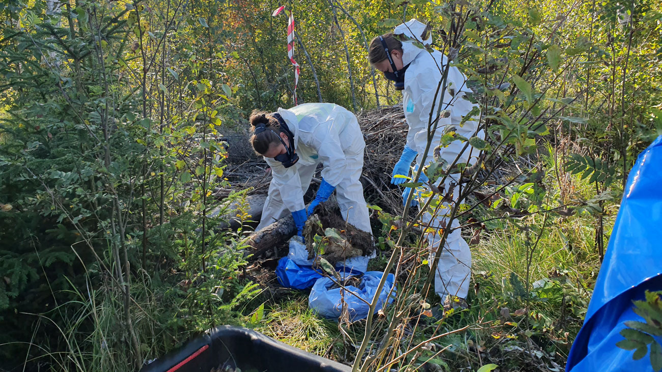 Två människor i skyddskläder böjda över vildsvinskadaver i lövskog. 