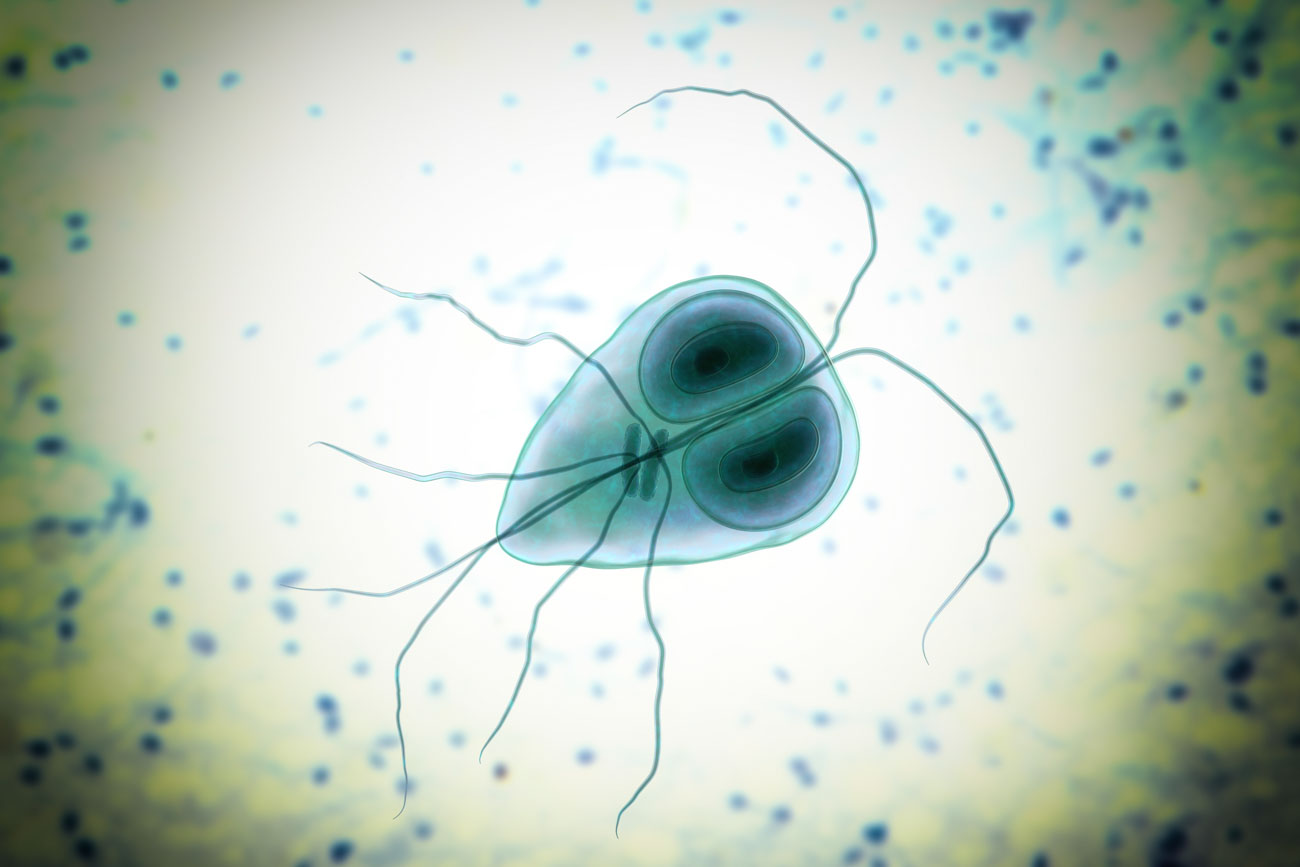 Giardia