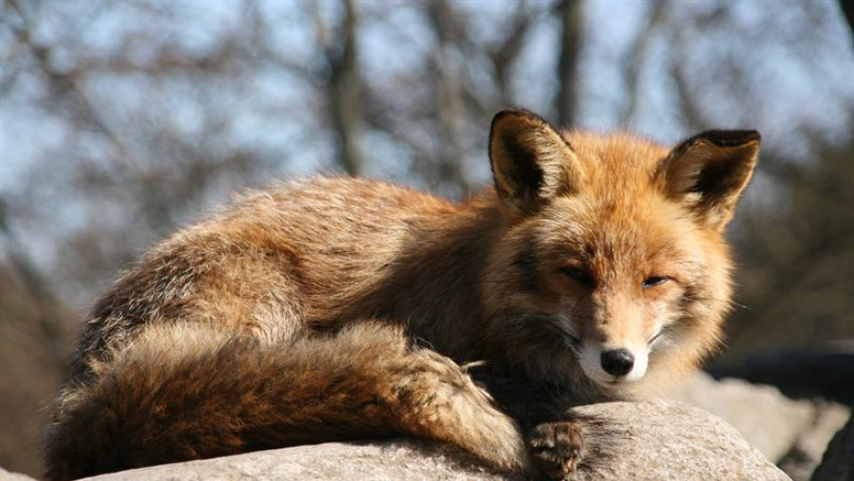 Rävar kan infekteras av harpest, men blir oftast inte sjuka. De bildar antikroppar mot bakterien, och genom att undersöka vilka rävar som har detta kan SVA se i vilka områden harpesten finns. Foto: Karin Bernodt/SVA