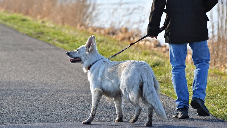 Person med svart jacka och blå jeans håller i en hund med vit päls, sett bakifrån.