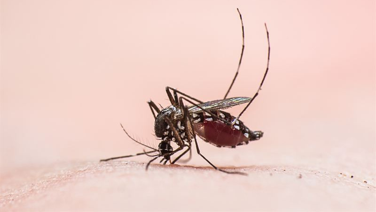 Myggarten Aedes albopictus, som finns i Europa kan sprida flera tropiska sjukdomar. Foto: Anders Lindström/SVA