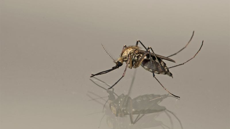 Vårsvämmyggan, Aedes sticticus, trivs i översvämningsområden runt till exempel Nedre Dalälven och vid Klarälven i Värmland. Efter en översvämning kan det kläckas enorma mängder och de har ett väldigt aggressivt beteende. Foto: Anders Lindström/SVA