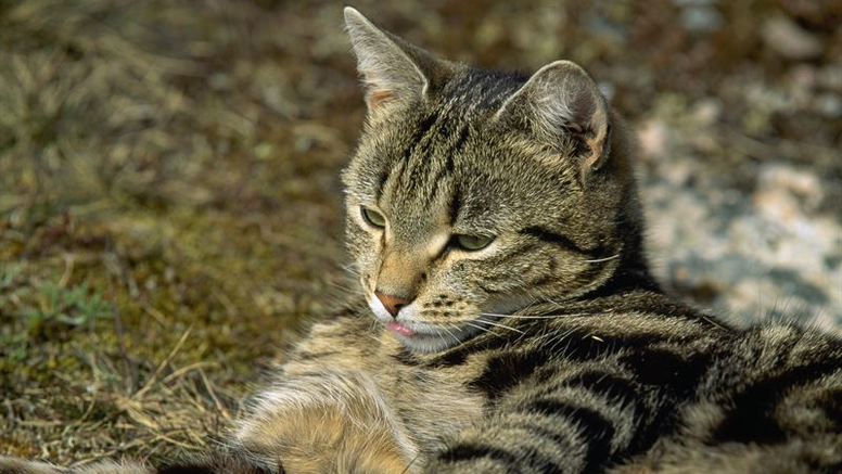 Katter kan smittas med lungmask när de äter bytesdjur som möss, fåglar och reptiler. Katten på bilden har inget samband med ämnet. Foto: Bengt Ekberg/SVA. Samtliga bilder får användas fritt i anslutning till publicering av pressmeddelandet. Fotograf: Bengt Ekberg/SVA