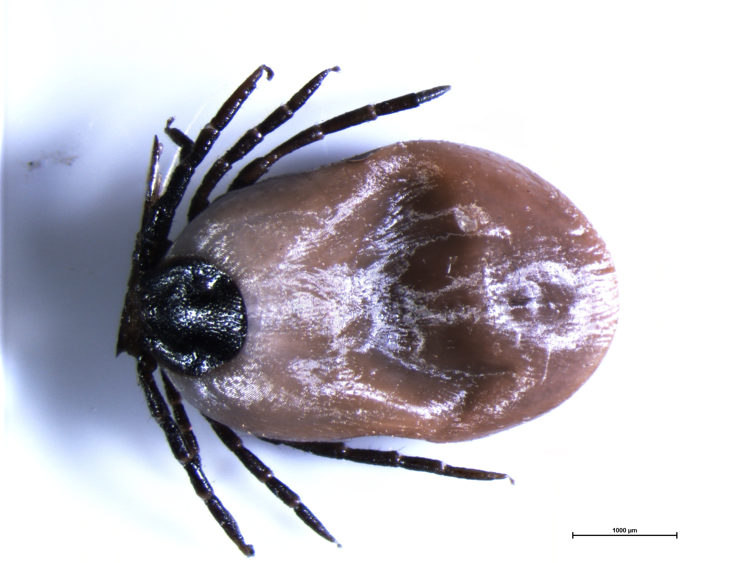 Närbild på brun fästing med svarta ben.