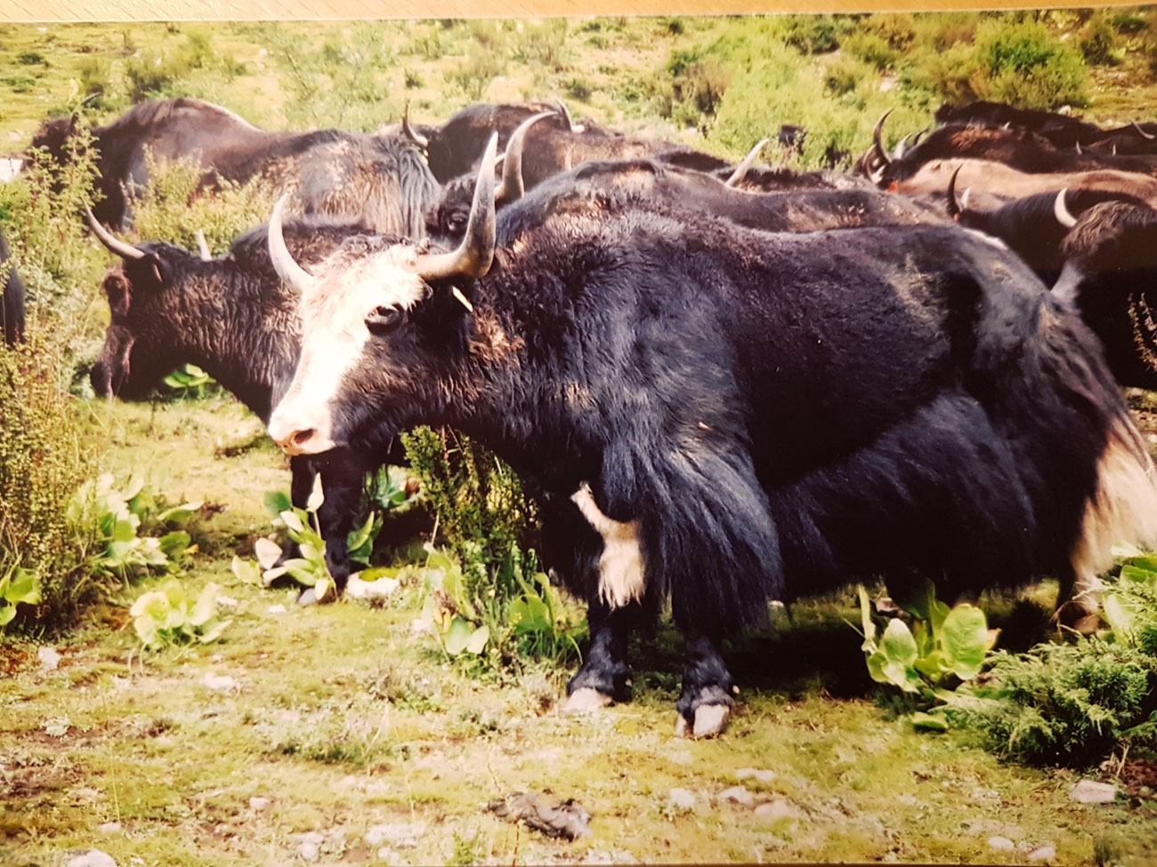 En flock jakar ute i naturen.