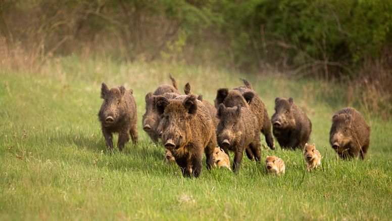 Forskarna på SVA uppmanar allmänheten att rapportera in fynd av döda vildsvin. Foto: Istock.