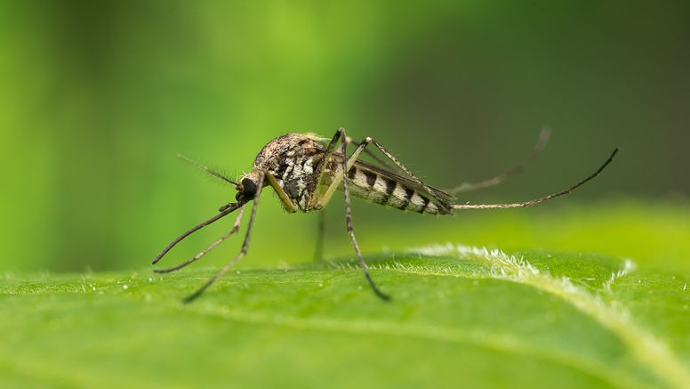 Aedes sticticus, vårsvämmygga. Foto: Anders Lindström/SVA