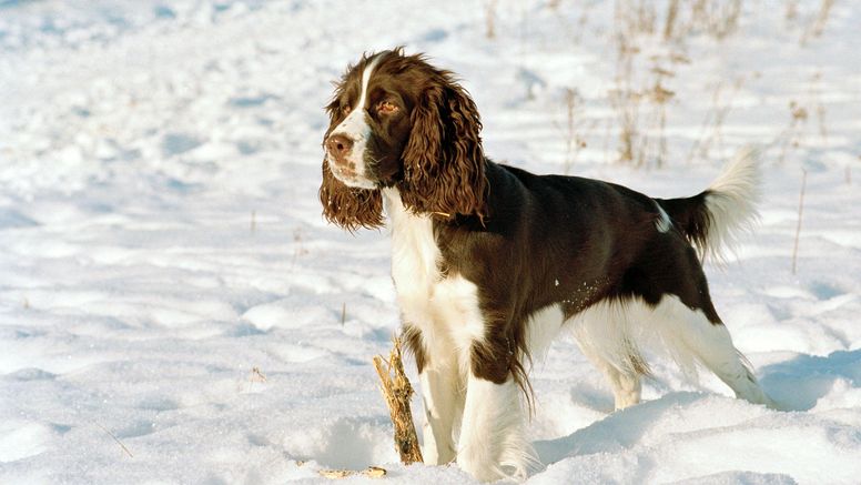 Om du, din katt eller hund blir biten av en fästing, rapportera till SVA med Rapportera Fästing.