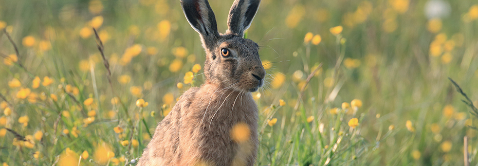 Hare på äng