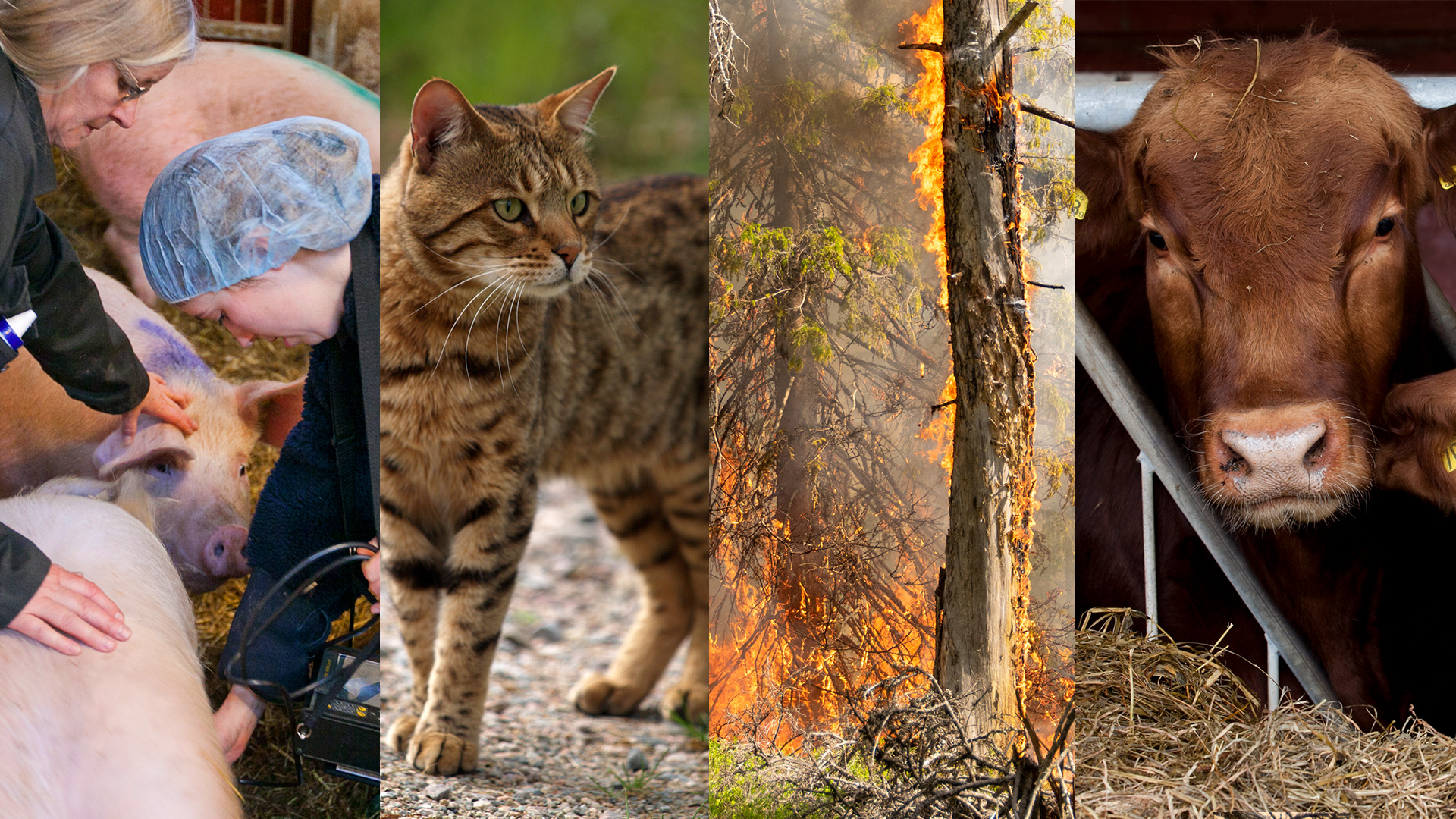 Fyra bilder, den första med en gris som undersöks av veterinär, en katt, ett brinande träd och en kos huvud.