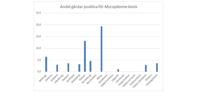 Andel (procent) gårdar i Sverige som är positiva för antikroppar mot Mycoplasma bovis i tankmjölksundersökning hösten 2019, uppdelat på län.