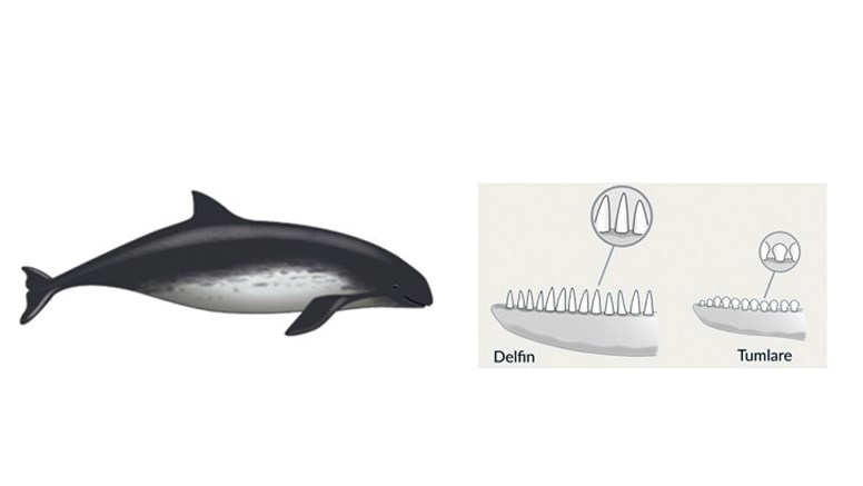 Illustration av en tumlare sedd från sidan inkl tänder på tumlare och delfin. 